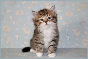 Male Siberian Kitten from Deedlebug Siberians